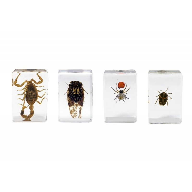 CELESTRON KIT 4 INSECTOS 3D