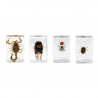 CELESTRON KIT 4 INSECTOS 3D